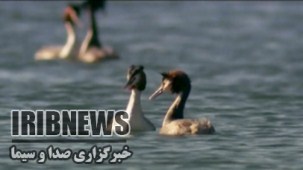 ساخت مرکز پرنده نگری ایران در تالاب بین المللی چغاخور