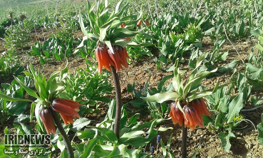 آغاز شکفتن لاله های واژگون در چهارمحال و بختیاری + عکس