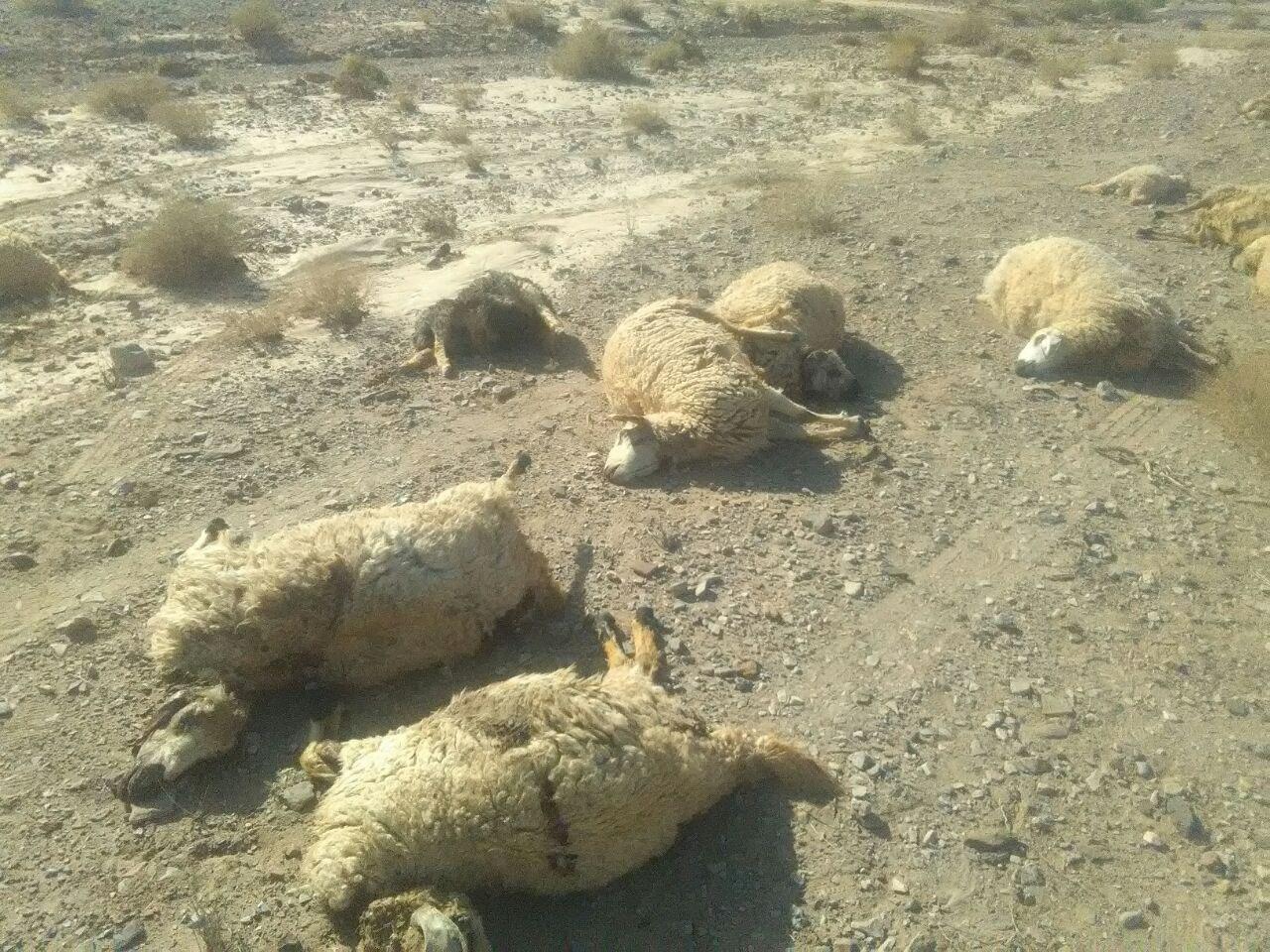 پراید و اینبار برخورد با گله گوسفند در شهرستان رابر
