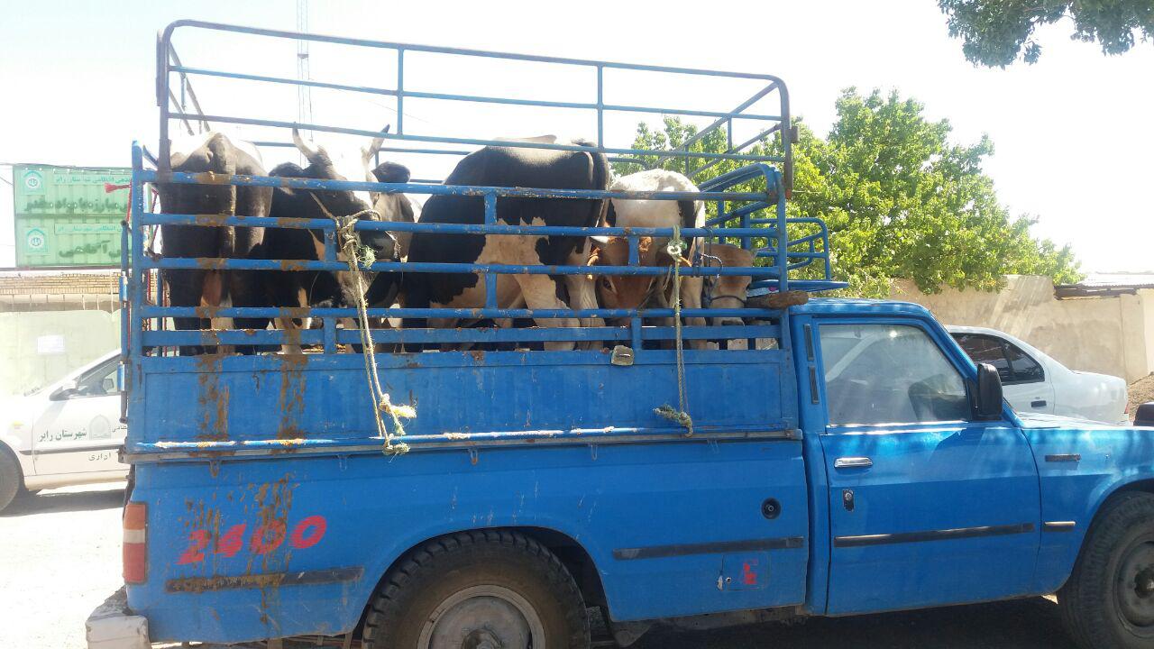 توقیف خودروی حامل دام غیر مجاز در رابر
