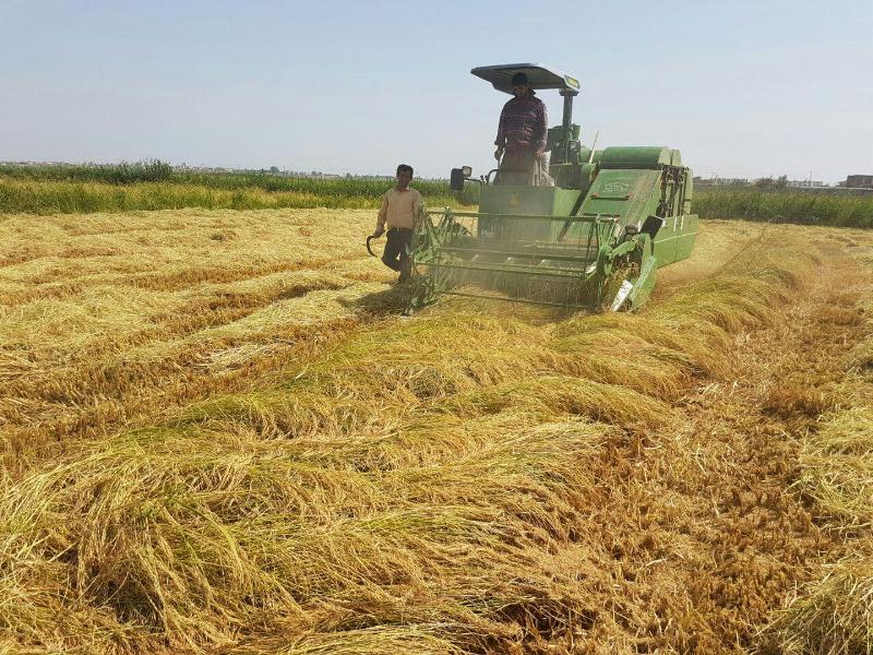 برداشت 4 هزار و 600 تن شلتوک برنج از شالیزارهای پارس آباد