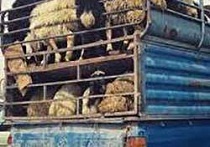 کشف دام های قاچاق در محلات کشف دام های قاچاق در محلات