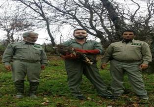 دستگیری شکارچیان غیرمجاز درچالوس ، ساری و آمل