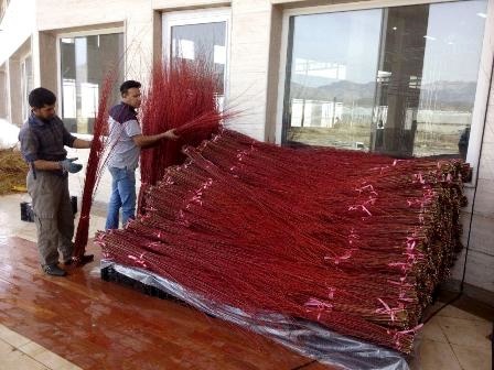 اسکناس هایی از دل آتش