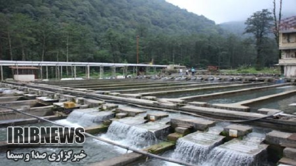 فعالیت 11 مزرعه تولید و تکثیر بچه ماهی در زنجان