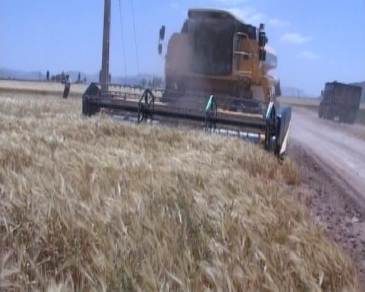 آغاز برداشت جو دیمی و آبی از مزارع فریدن آغاز برداشت جو دیمی و آبی از مزارع فریدن