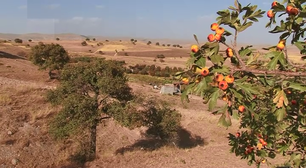 آغاز برداشت زالزالک از طبیعت کوهستانی مراغه آغاز برداشت زالزالک از طبیعت کوهستانی مراغه