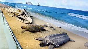 کوچکترین و بزرگترین پستان دار جهان در موزه ژئوپارک قشم کوچکترین و بزرگترین پستان دار جهان در موزه ژئوپارک قشم