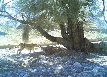 سومین مشاهده یوزپلنگ در پناهگاه نایبندان طبس