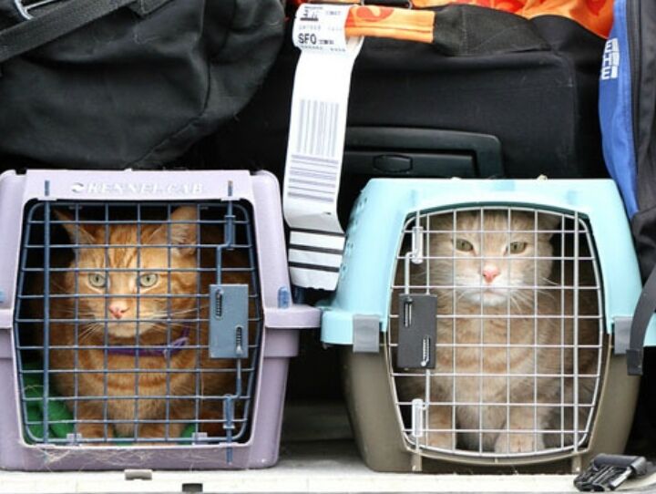 ممنوعیت ورود حیوانات از پرواز‌های خارجی به فارس