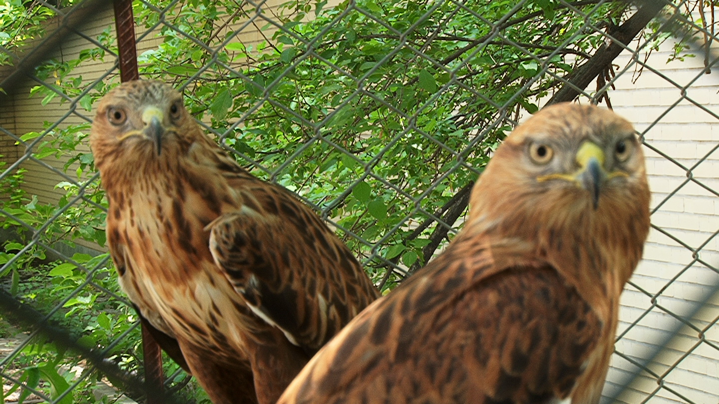 رها کردن سه بهله عقاب در طبیعت مراغه