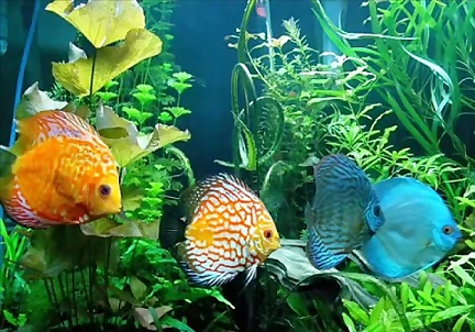 صادرات 36 هزار قطعه ماهی زینتی از محلات