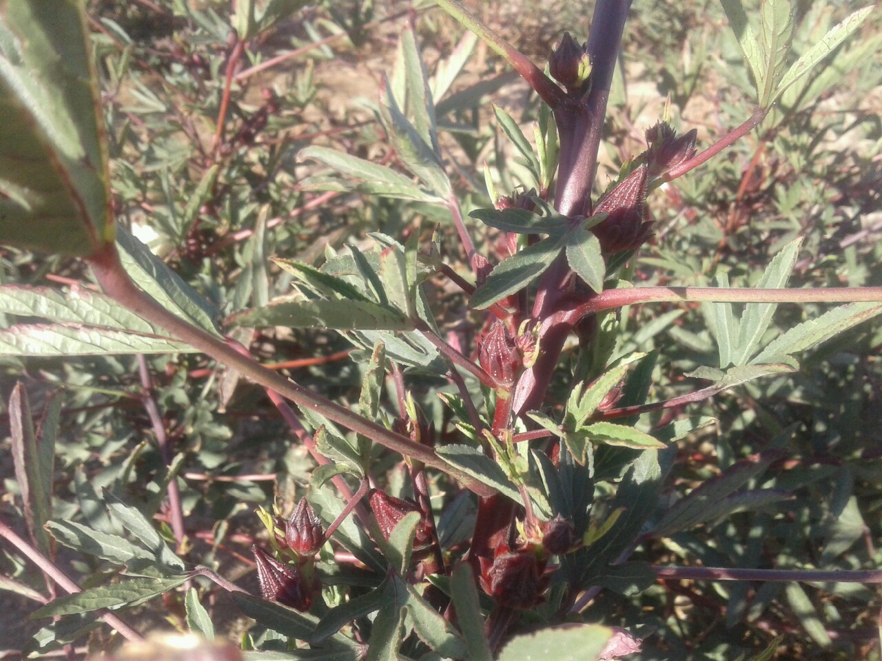 آغاز برداشت چای ترش در شهرستان خوسف