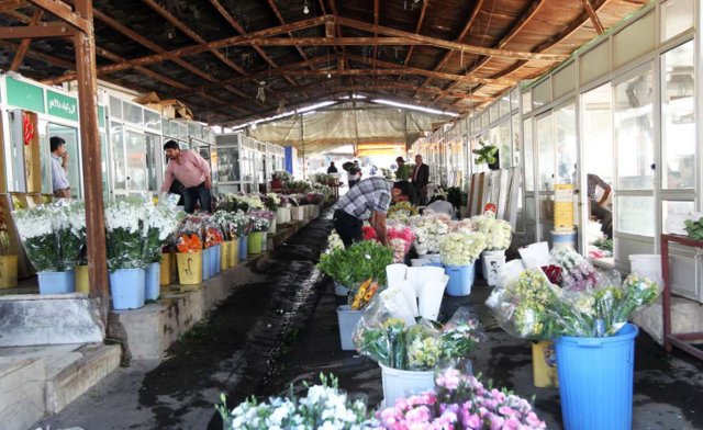 آفت دلال بر جان صنعت گل شاخه بریده کشور