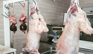 گوساله هایی که دل صاحبانشان را کباب می کنند