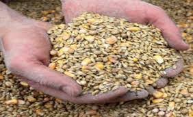 توزیع ۱۵ هزارتن نهاده دامی بین تولیدکنندگان توزیع ۱۵ هزارتن نهاده دامی بین تولیدکنندگان