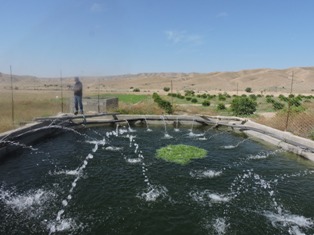 پرورش ماهیان گرمابی در استخرهای ذخیره کشاورزی لارستان پرورش ماهیان گرمابی در استخرهای ذخیره کشاورزی لارستان