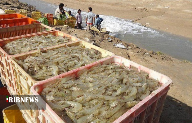 برداشت ۷۷۲ تن میگوی پرورشی از مزارع استان بوشهر برداشت ۷۷۲ تن میگوی پرورشی از مزارع استان بوشهر