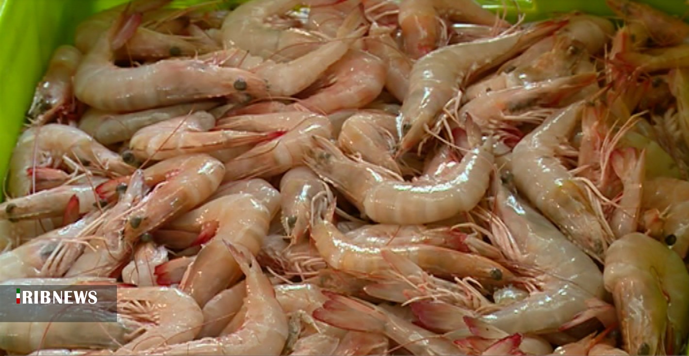 گزارش مکتوب .... زحمت صیدان میگو در جیب دلالان گزارش مکتوب .... زحمت صیدان میگو در جیب دلالان