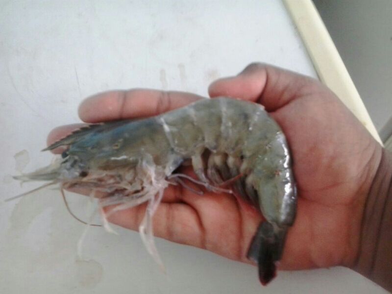 گزارش مکتوب .... زحمت صیدان میگو در جیب دلالان گزارش مکتوب .... زحمت صیدان میگو در جیب دلالان