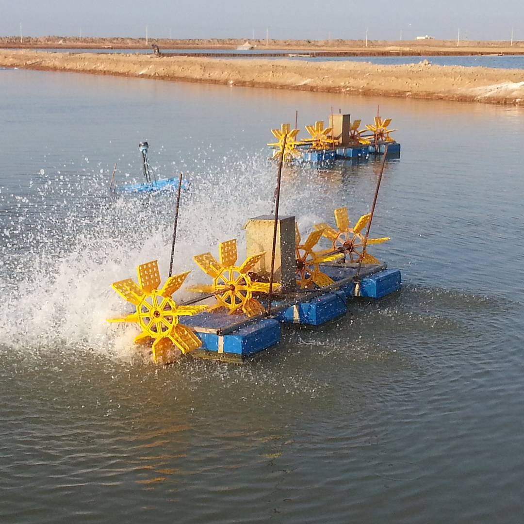 گزارش مکتوب .... زحمت صیدان میگو در جیب دلالان گزارش مکتوب .... زحمت صیدان میگو در جیب دلالان