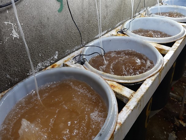 گزارش مکتوب .... زحمت صیدان میگو در جیب دلالان گزارش مکتوب .... زحمت صیدان میگو در جیب دلالان