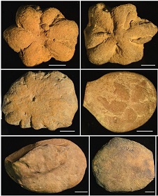 نمونه هایی از بروکسلا