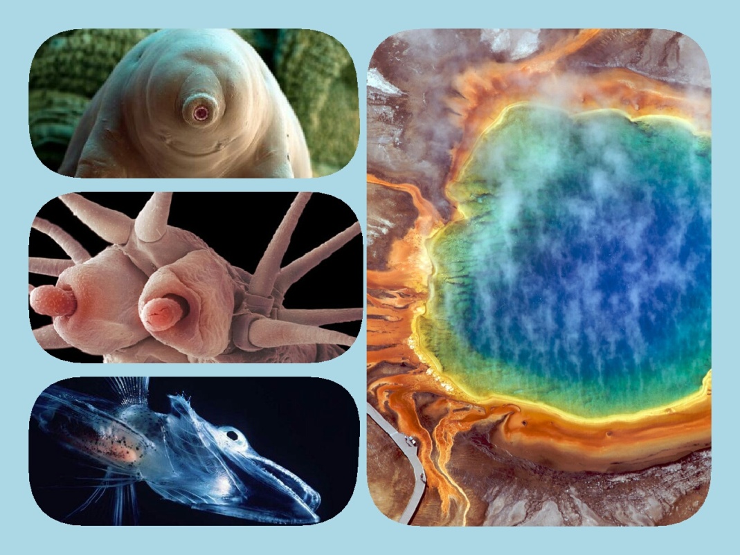 اکستروموفیل ها اکستروموفیل ها