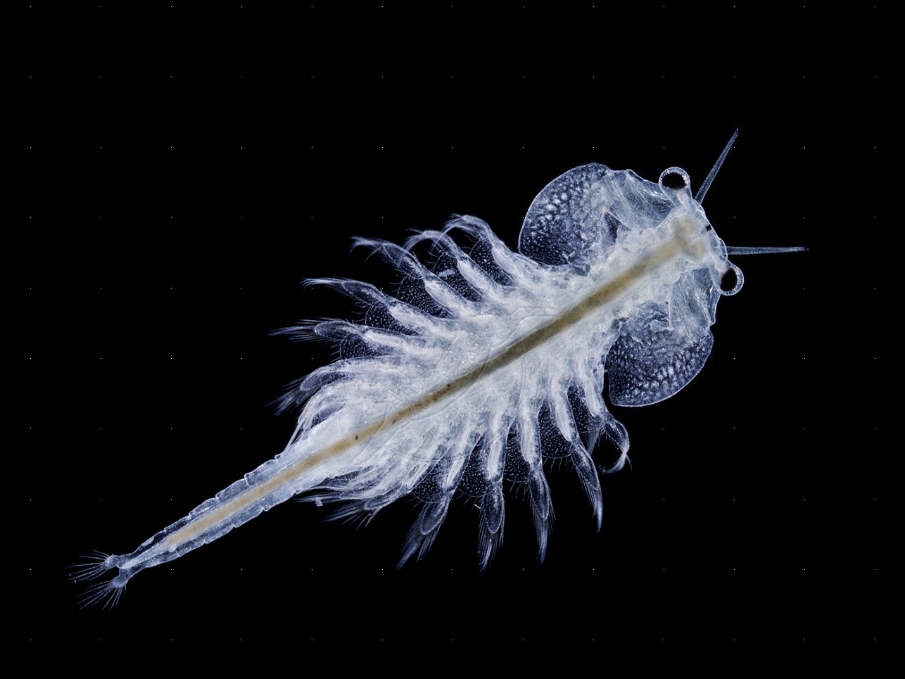 اکستروموفیل ها اکستروموفیل ها