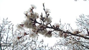 طبیعت بهاری همدان