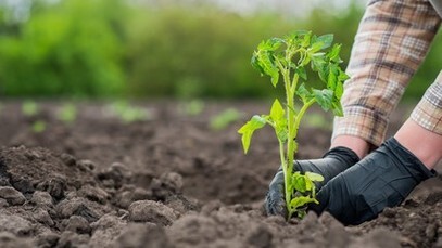 کشت ۱۰۰ درصدی نشایی گوجه فرنگی در مزارع ارسنجان