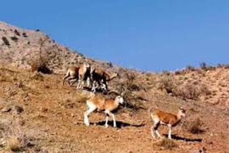 دستگیری شش شکارچی در منطقه حفاظت شده کاشان