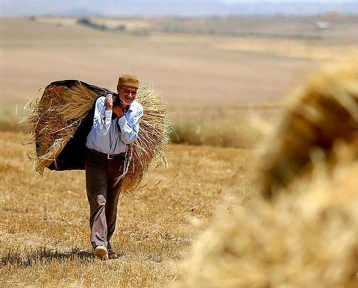 افزایش ۹ درصدی خرید تضمینی گندم در همدان