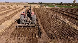 سطح کشت گندم در کشور به ۶ میلیون و ۳۹۰ هزار هکتار رسید سطح کشت گندم در کشور به ۶ میلیون و ۳۹۰ هزار هکتار رسید