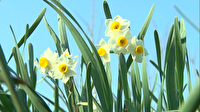 برگزاری جشنواره گل نرگس در روستای نصرآباد گرگان