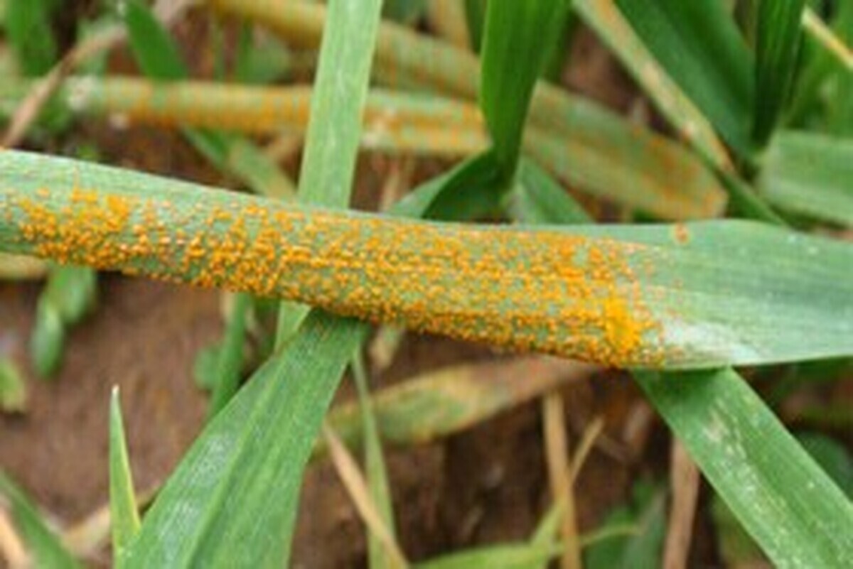 آموزش مبارزه با بیماری زنگ زرد گندم در هندیجان آموزش مبارزه با بیماری زنگ زرد گندم در هندیجان