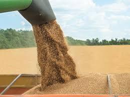 خرید ۷۳ هزار تن گندم در کهگیلویه و بویراحمد