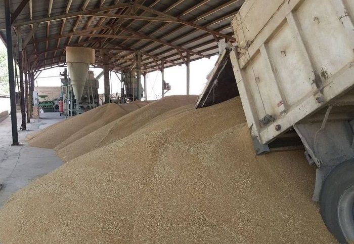 انتقال بیش از ۹۷ هزار تن گندم مازاد بر نیاز استان به سایر نقاط کشور انتقال بیش از ۹۷ هزار تن گندم مازاد بر نیاز استان به سایر نقاط کشور