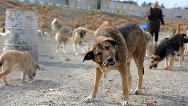 افزایش سگ‌های ولگرد در شهر‌ها نگران کننده است