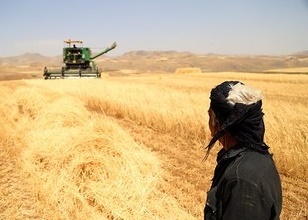 گندم کاران کردستانی چشم انتظار دریافت پول محصولاتشان گندم کاران کردستانی چشم انتظار دریافت پول محصولاتشان