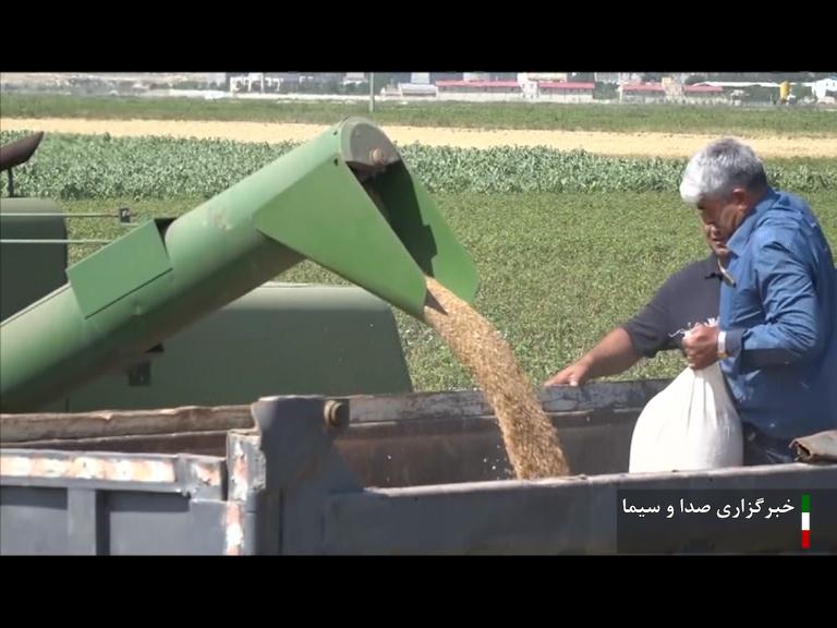 خریداری ۳۷۰ هزار تن گندم در استان اردبیل خریداری ۳۷۰ هزار تن گندم در استان اردبیل