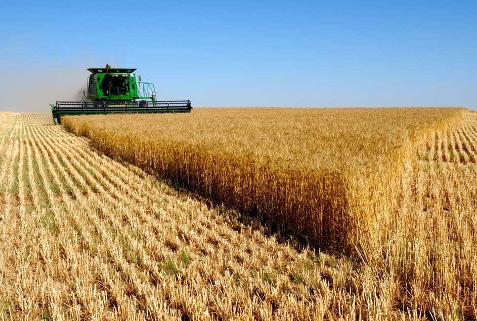 کاهش ضایعات گندم و کلزا با مدیریت صحیح برداشت کاهش ضایعات گندم و کلزا با مدیریت صحیح برداشت