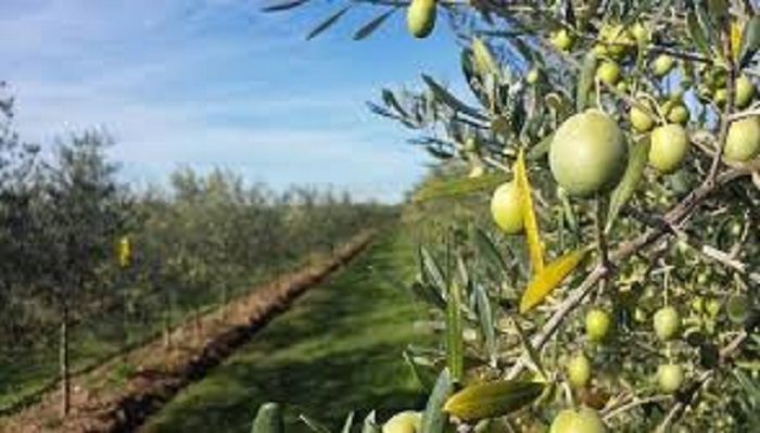 شهرستان طارم رتبه نخست کشور در تولید زیتون را دارد