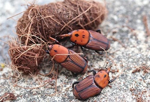 گشت آموزشی آفت سوسک سرخرطومی حنایی در توکهور وهشتبندی گشت آموزشی آفت سوسک سرخرطومی حنایی در توکهور وهشتبندی