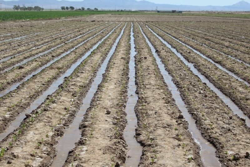 آغاز کشت بهاره انواع محصولات کشاورزی در آذربایجانغربی آغاز کشت بهاره انواع محصولات کشاورزی در آذربایجانغربی