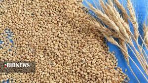 خرید تضمینی بیش از ۷ هزار تن گندم در شهرستان پلدختر