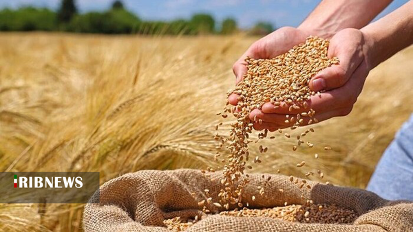 خرید ۴ هزار تن کلزا و گندم از کشاورزان لرستانی