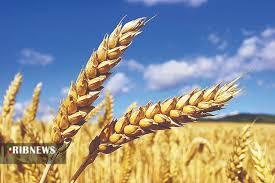 آغاز خرید تضمینی گندم در شهرستانهای جنوبی لرستان آغاز خرید تضمینی گندم در شهرستانهای جنوبی لرستان