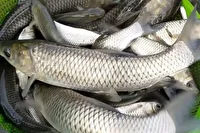 پیش بینی تولید ۴ هزار و  ۳۰۰ تُن ماهی گرمابی در خراسان جنوبی