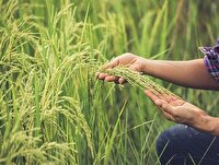 خوشه دهی ۶۰ درصد شالیزار‌های گیلان